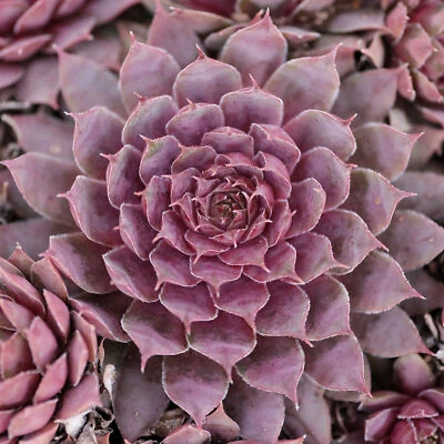 Sempervivum Plum Parfait | Hens & Chicks | Hardy Evergreen Succulent Plant • £9.99