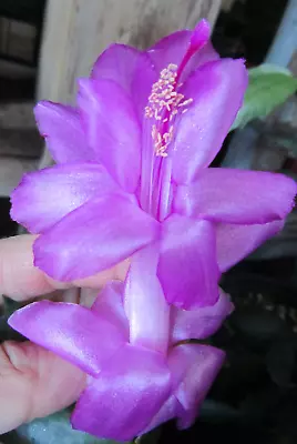 3 X Lavender Doll + 3 X Gold Charm  Schlumbergera Zygocactus Cuttings • $21.50