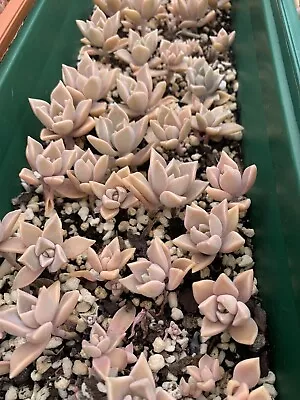 Succulents Pink Graptophytum $22 For 13Baby Plants Free Post • $22