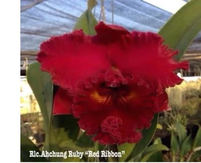 $25 • Buy Orchid Plant 0348. Cattleya (Blc)  Ahchung Ruby Nice Plant In 100mm Pot