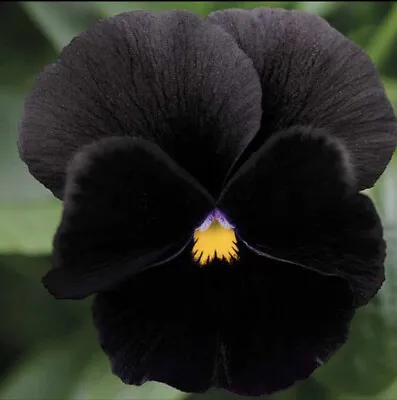 Pansy 30 Seeds Pure Black  Swiss Giant Garden Viola Gothic • £2.49