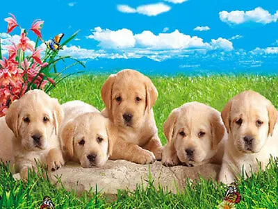 LABRADOR PUPPIES - 3D LENTICULAR DOG PICTURE 400mm X 300mm (NEW) • £7.95