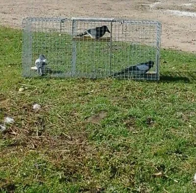 One Double Top Entry Corvid Trap. Magpie Crow.  With Full  On Line Instructions • £79.99