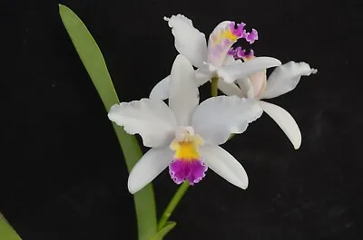 OoN Cattleya Orchid C. Claesiana X Lc. Tokyo Magic (LG9) 68mmPots • $15
