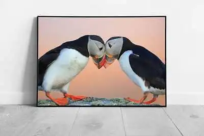 Two Common Atlantic Puffin Fratercula Arctica Norway Wild Animal Photography • £6.89