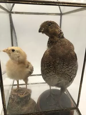 Antique Taxidermy Japanese Quail Chick & Adult In 12.5” Glass Case Free Shipping • $500