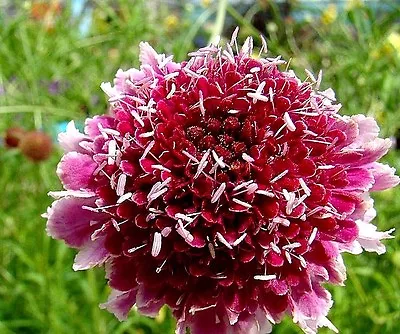 Scabiosa  Beaujolais Bonnets  X 20 Seeds. Cut Flower. Perennial. Drought Ok. • $1.50
