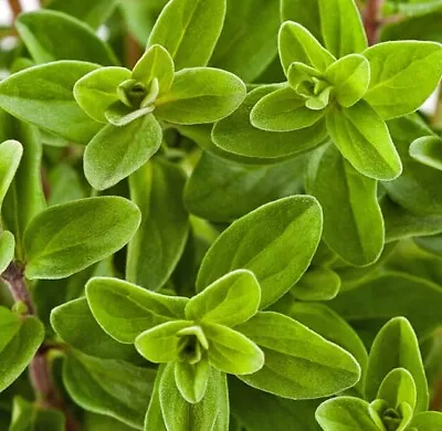 2000 Sweet Marjoram Seeds (Origanum Majorana) - Herb Seeds - USA Grown - Non Gmo • $1.99