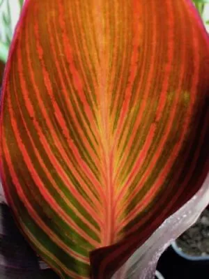 Canna Durban| 9cm Potted Plant | Perennial • £9.99