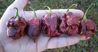 20 Super-Hot Moruga Chocolate Scorpion Premium | NON-GMO | Pepper Seeds-B 54 • $2.89