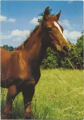 Horse Postcard - Chestnut Foal  • £0.99