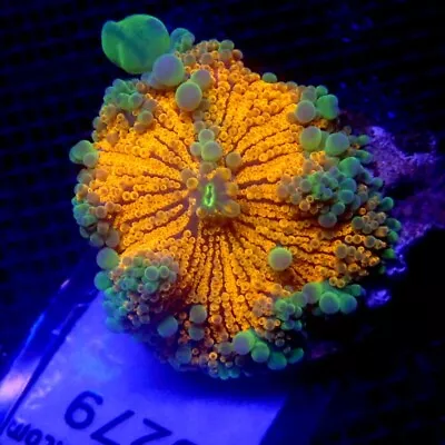 RARE Bounce Yuma Mushroom Coral WYSIWYG IC 3279 - Indigo Corals • $168