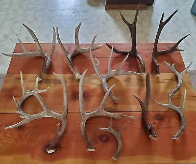 12 Whitetail & Mule Deer Antlers Sheds Cutoffs • $59.99