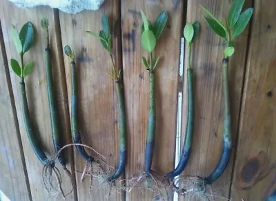 3 Red Mangrove 15  Long Live House Plant Organic Propagules  Aquarium Rhizophora • $29.93