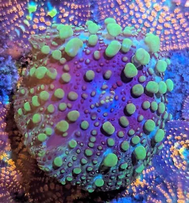  Green  Mushroom Marine Coral Frag LPS Soft Corals Frags Reef Aquarium Live • £25.99