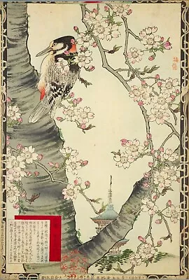 Woodpecker Cherry Tree Vintage Kono Bairei Japanese Poster Botanical Print Art • £3.92