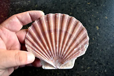 $7.99 • Buy 2 Irish Flat Scallop Shells Seashells 3 -4  Crafts Beach Cottage Nautical Decor