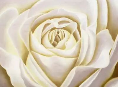 White Rose - #3 36x48 100% Hand Painted Oil Painting On Canvas • $99.99