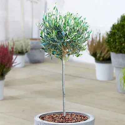 Olive 'Olea Europa' Tree | Hardy Ornamental Potted Trees For Small Gardens 2-3ft • £32.99