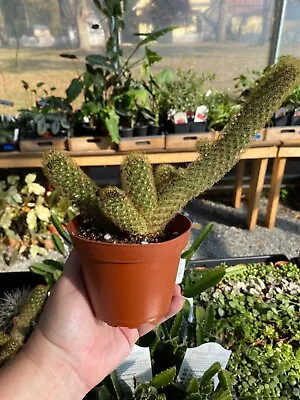 Cactus Mammillaria Elongata Lady Finger Copper King 4  Pot Live Plant • $12