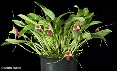 Masdevallia Filaria Small Orchid Mounted • $43