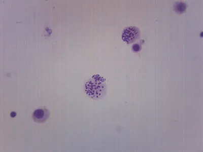 Male Chromosome Smear Human - Prepared Microscope Slide - 75x25mm - Eisco Labs • $8.99