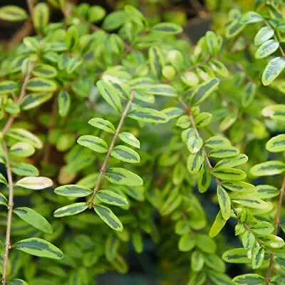 £14.95 • Buy Garden Perennial - Honeysuckle - Lonicera 'Lemon Beauty' - 1 X Full Plant In 1 L