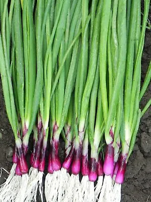 £1.29 • Buy Purple Spring  Onion - Lilia  - 1400 Seeds