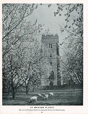 Newnington Orchard Sheep Church Kent Vintage Picture Old Print 1950 CLPBOB2#41 • $4.34