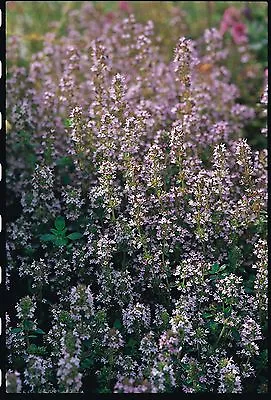 £1.25 • Buy Herb - Thyme - Purple Creeping - 3500 Seeds
