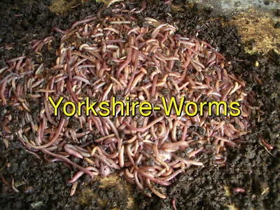 Tiger Worms  Composting Wormery Earthworms Soil Enriching 25g To 1Kg • £7.50