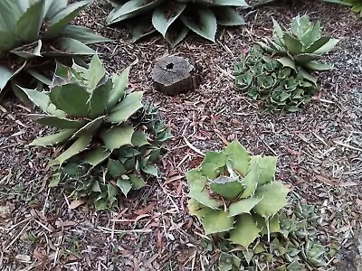 Agave Titanota - Succulent Agave Plants. • $10