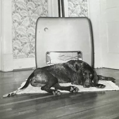 VINTAGE PHOTO Dog Warming Himself By Radiator Snapshot Labrador Setter Brown • $8