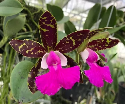 $40 • Buy Orchid Cattleya (Pradit Spot X Bowringiana)