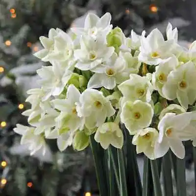 Ziva Paperwhites Narcissus 10 Bulbs Indoor Forced Daffodil Valentines Gift • $12.99