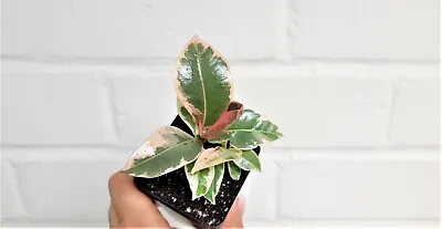 Ficus Elastica Tineke Rare Variegated Rubber Plant Live Houseplant In 3  Pot • $11.99