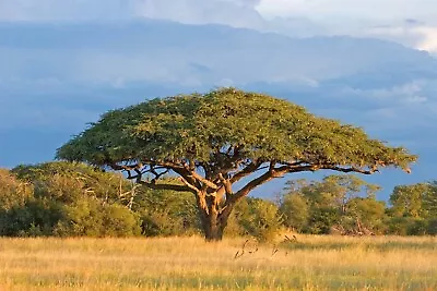 Acacia Planifrons - Umbrella Thorn - Babul Flowering Tree - 20 Seeds • £2.54