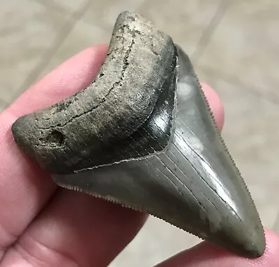 FABULOUSLY RARE-S.W.FLORIDA LAND FIND-2.29” X 1.58” Megalodon Shark Tooth Fossil • $124