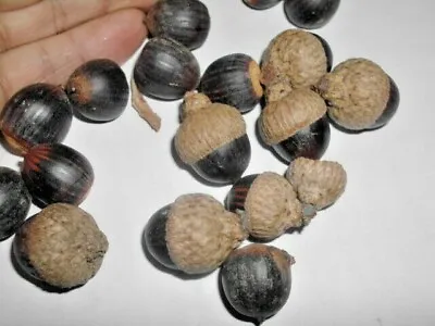 10 TEXAS   HIGHPOINT   OAK ACORNS  - Quercus Texana   Highpoint   • $10