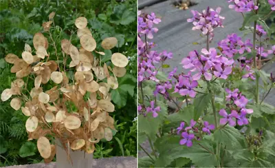 250 Money Plant Flower Seeds Silver Dollars - Great For Dried Arrangements • $2.49