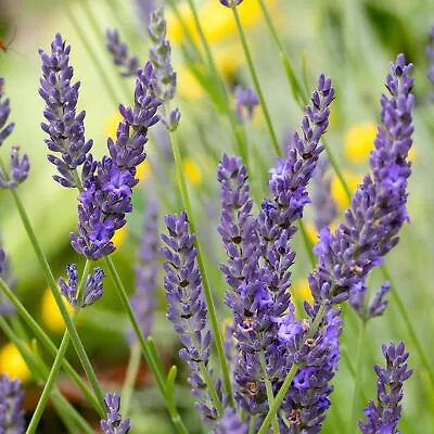 £6.99 • Buy Lavender Grosso | Hardy Tall Flowering Scented Outdoor Garden Herb In 8cm Pot 