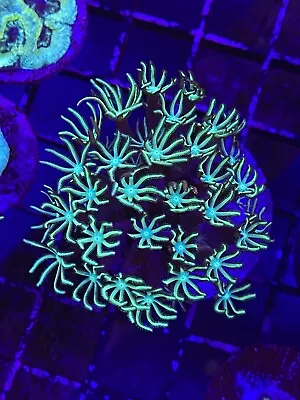 Live Coral Frag Absolutely Fish Naturals Pipe Organ Coral Tubipora WYSIWYG • $19.99