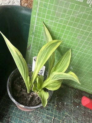 £3 • Buy Hosta - Variegated - Garden Ready - Lot 82