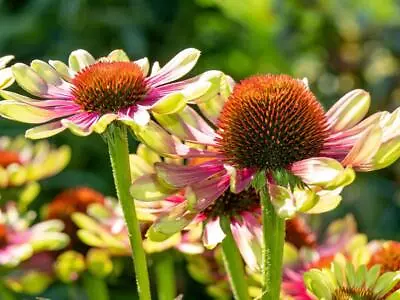 Coneflower Echinacea 'Green Twister' 10 Seeds - Bicolour Flowers • £2.99