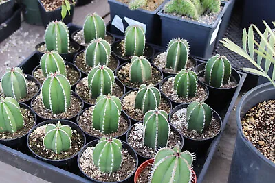 Pachycereus Marginatus - Mexican Fencepost Cactus - Lot Of 20 • $80