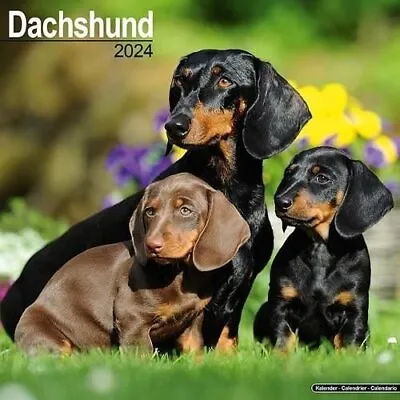 Dachshund Calendar 2024  Square Dog Breed Wall Calendar - 16 Month 9781804600337 • £9.16