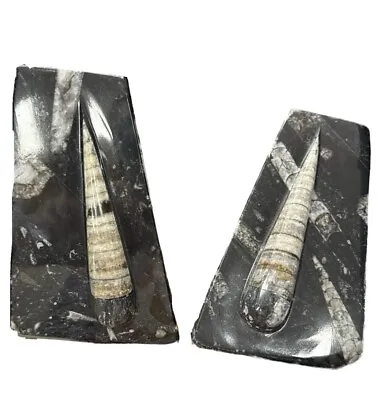 Orthoceras Ammonite Fossil Bookends Seashell Sculptures Black Cool Fossils Vtg • $74.99