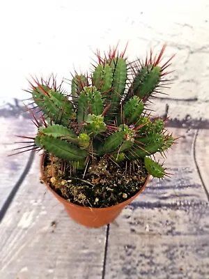 £12 • Buy Euphorbia Pentagona Potted Plant , Cactus  - South Africa Succulent 