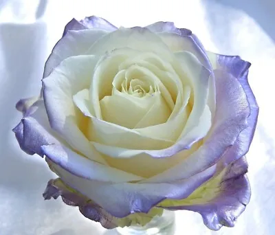 £5.50 • Buy Blue Lavender & White Rose Seeds - Garden Plant Flower - Viable Seeds - UK