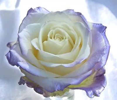 Blue Lavender & White Rose Seeds - Garden Plant Flower - Viable Seeds - UK • £3.40